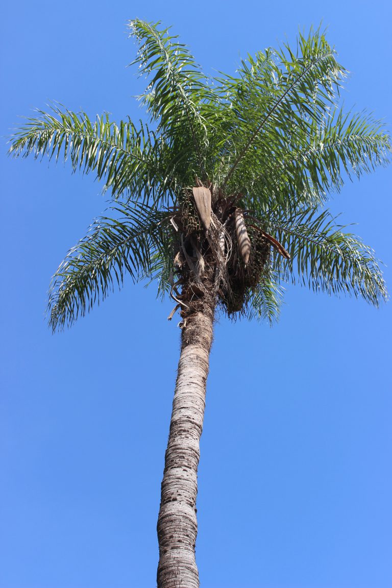 Bocaiúva