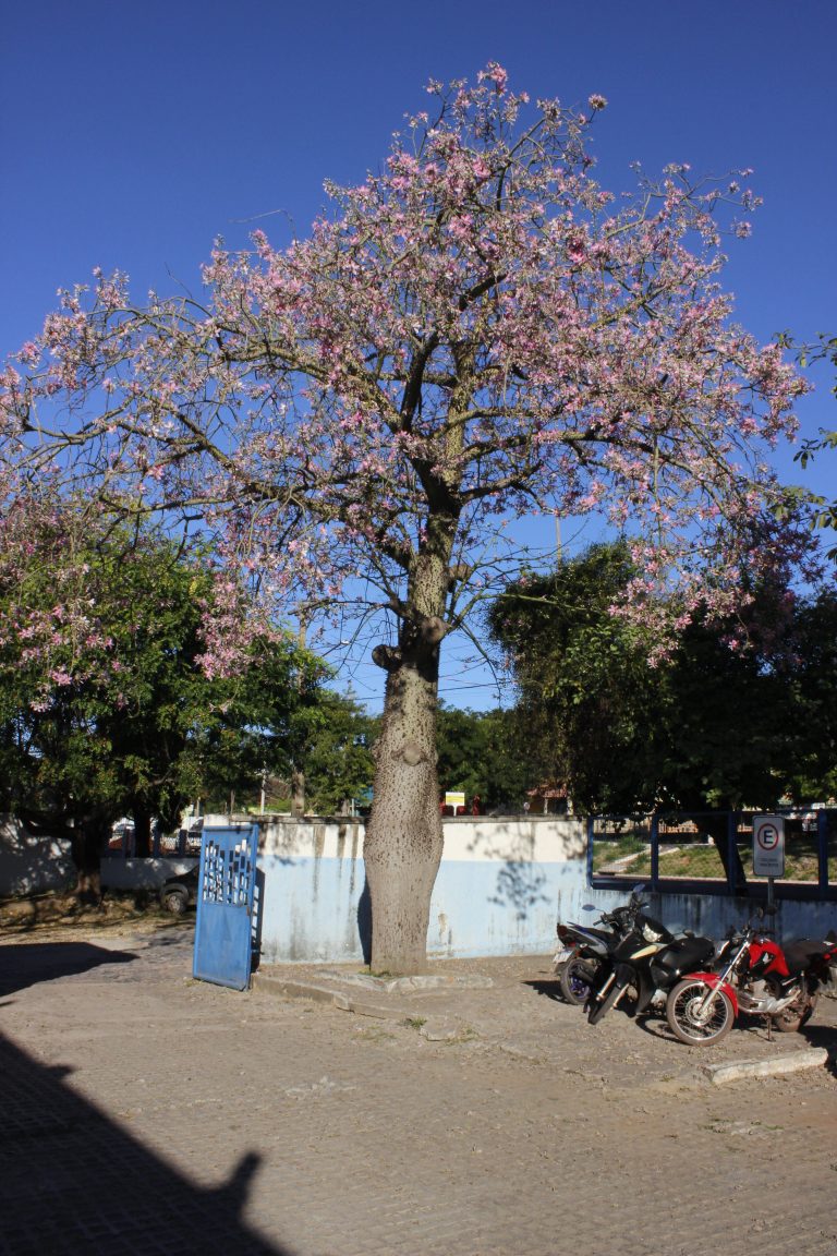 A barriguda