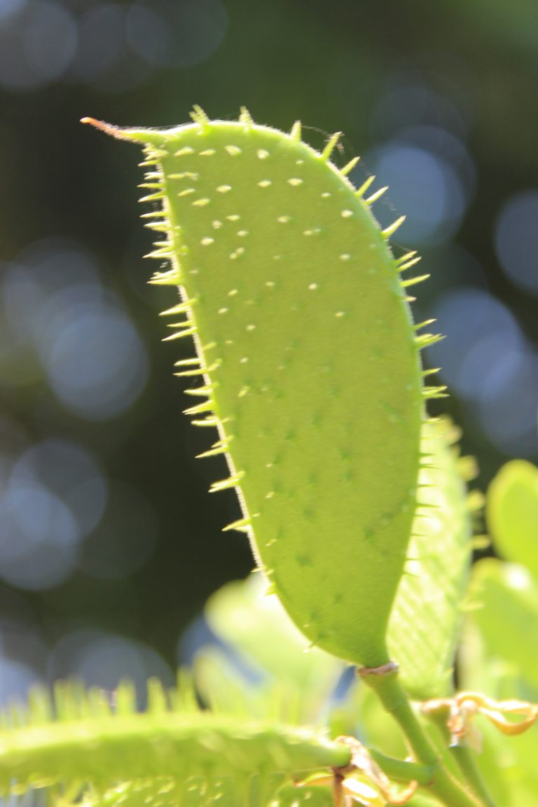 Fruto verde